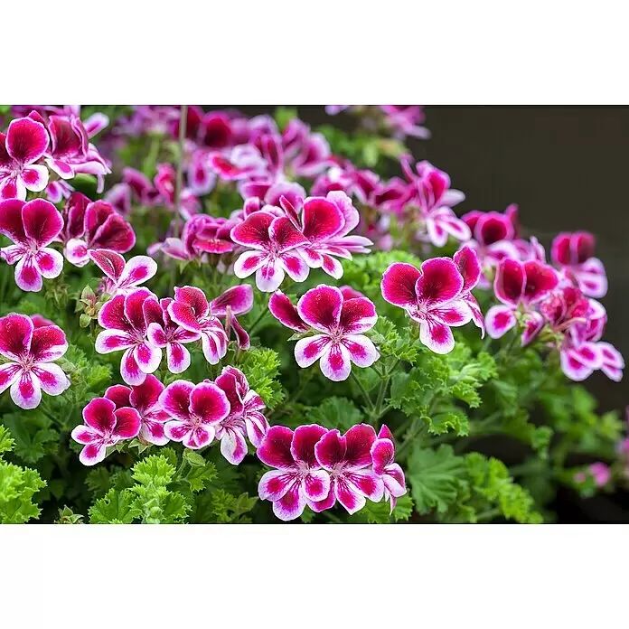 Piardino Englische Geranie - Pelargonium grandiflorum, Topfgröße: 13 cm, Sortenabhängig - Leuchtend magentafarbene und weiße Blüten mit grünen Blättern.