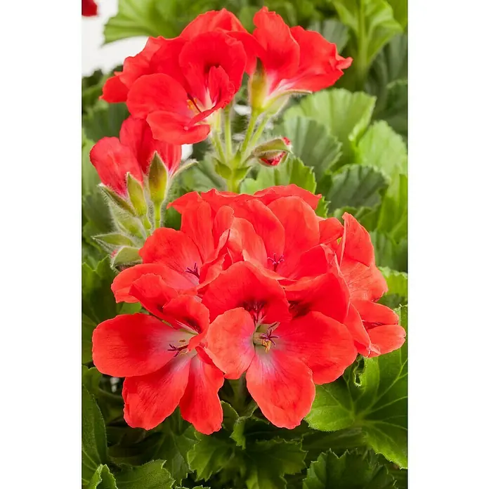 Piardino Englische Geranie - Pelargonium grandiflorum, Topfgröße: 13 cm, Sortenabhängig - Nahaufnahme von üppigen, roten Geranienblüten inmitten lebendig grüner Blätter, die die Schönheit und Farbenpracht dieser Pflanze hervorheben.