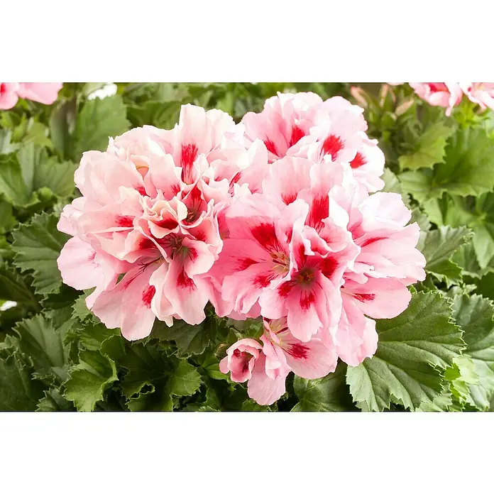 Piardino Englische Geranie - Pelargonium grandiflorum, Topfgröße: 13 cm, Sortenabhängig - Nahaufnahme von rosafarbenen Geranienblüten mit roten Akzenten, umgeben von üppigem grünen Laub. Die Blüten sind der Blickfang.