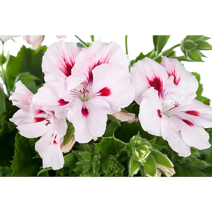 Piardino Englische Geranie - Pelargonium grandiflorum, Topfgröße: 13 cm, Sortenabhängig - Nahaufnahme der zarten Blüten einer Geranie mit weißen Blütenblättern und roten Akzenten, umgeben von üppigem Grün.