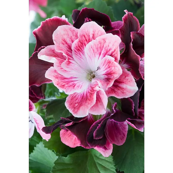 Piardino Englische Geranie - Pelargonium grandiflorum, Topfgröße: 13 cm, Sortenabhängig - Nahaufnahme einer eleganten Pelargonie mit zarten rosa Blütenblättern und dunklen Akzenten, die ihre Schönheit hervorheben.