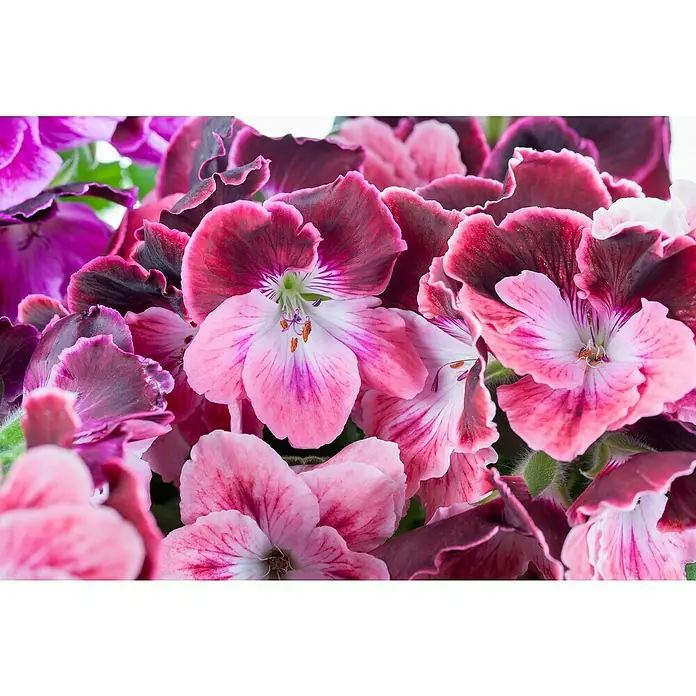 Piardino Englische Geranie - Pelargonium grandiflorum, Topfgröße: 13 cm, Sortenabhängig - Nahaufnahme von burgunderroten und pinkfarbenen Geranienblüten.