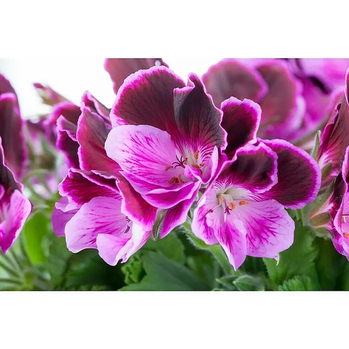 Piardino Englische Geranie - Pelargonium grandiflorum, Topfgröße: 13 cm, Sortenabhängig - Nahaufnahme einer blühenden Pelargonie mit purpurfarbenen Blütenblättern und dunklen Akzenten, die ihre filigrane Schönheit hervorheben.