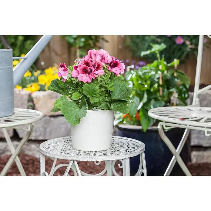 Piardino Englische Geranie - Pelargonium grandiflorum, Topfgröße: 13 cm, Sortenabhängig - Diese Aufnahme zeigt eine pinkfarbene Geranie in einem weißen Topf, die auf einem verzierten Beistelltisch im Garten steht.