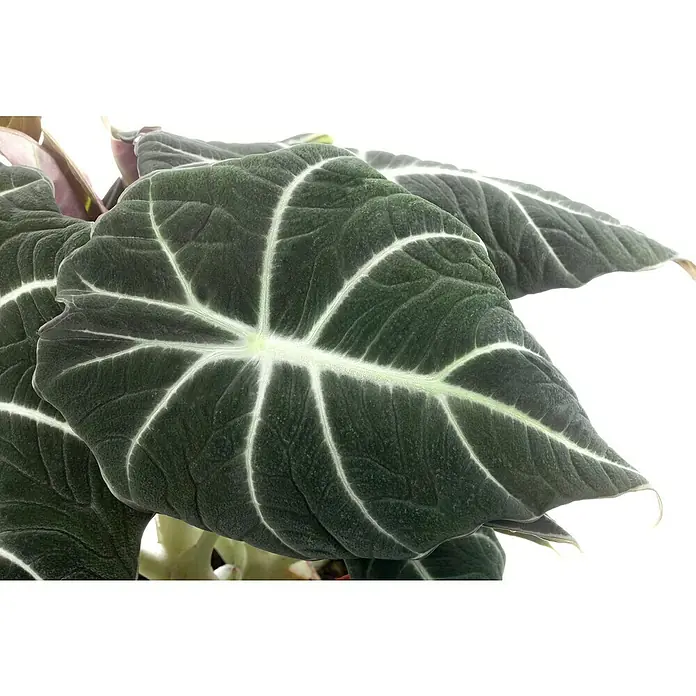 Piardino Marquesa - Alocasia, Tamaño de maceta: 24 cm - Primer plano de un filodendro de hoja de terciopelo, destacando sus distintivas nervaduras blancas y su textura afelpada, perfecto para decoración interior.