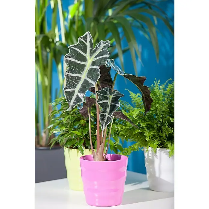 Piardino Marquesa - Alocasia, Tamaño de maceta: 24 cm - Una Alocasia Polly Oreja de Elefante en una maceta rosa brillante, rodeada de otras plantas de interior creando un oasis interior.