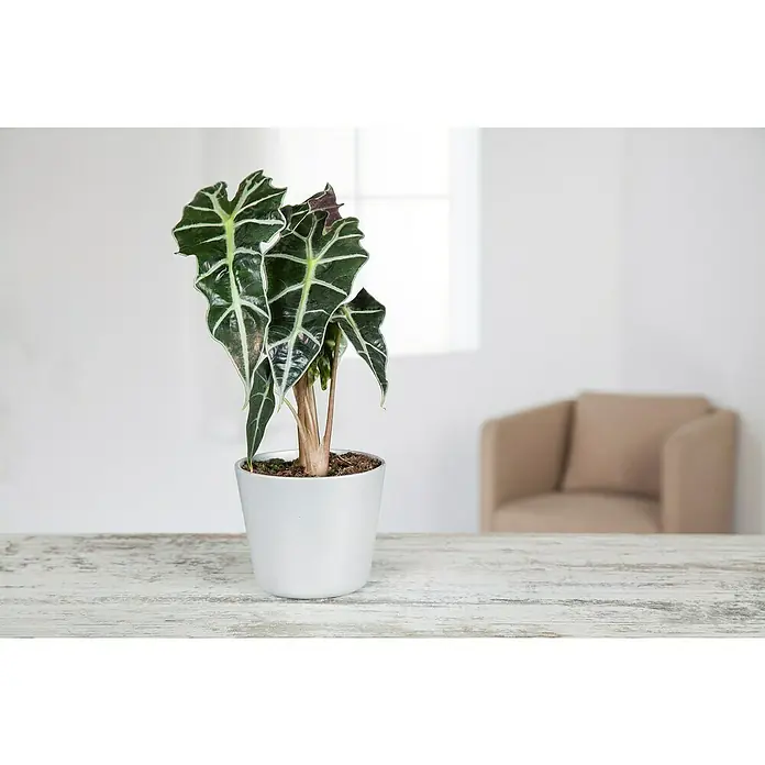 Piardino Marquesa - Alocasia, Tamaño de maceta: 24 cm - Una planta de interior Alocasia sanderiana 'Kris Kringle' en maceta, exhibida en una maceta blanca sobre una mesa de madera con un fondo brillante.