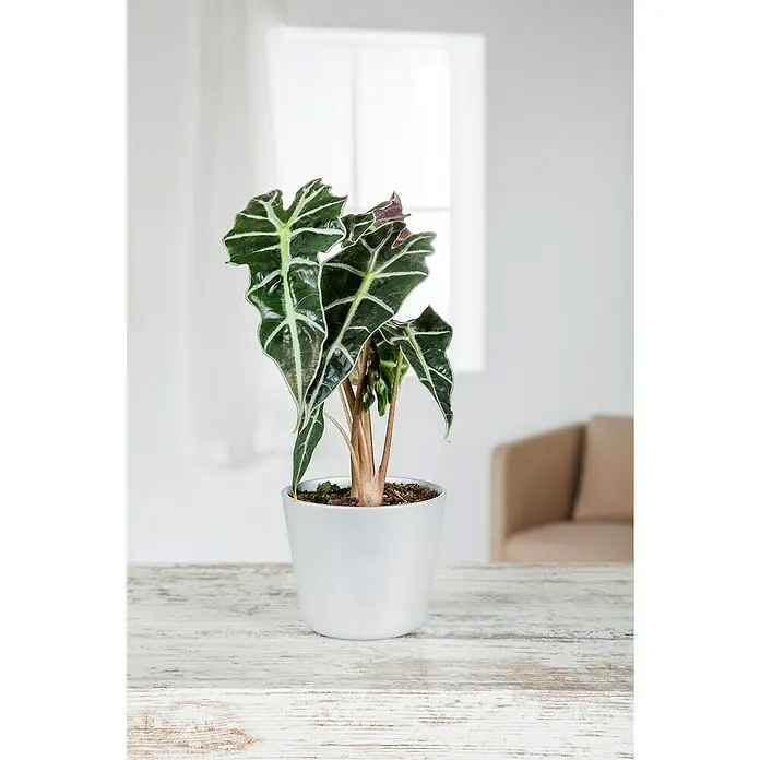 Piardino Marquesa - Alocasia, Tamaño de maceta: 24 cm - Elegante planta de Alocasia en maceta blanca, con sus llamativas hojas que iluminan cualquier habitación. La planta de interior perfecta.