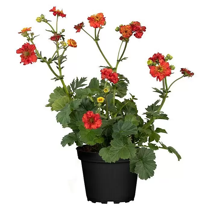 Piardino Staude NelkenwurzGeum coccineum, Topfgröße: 13 cm