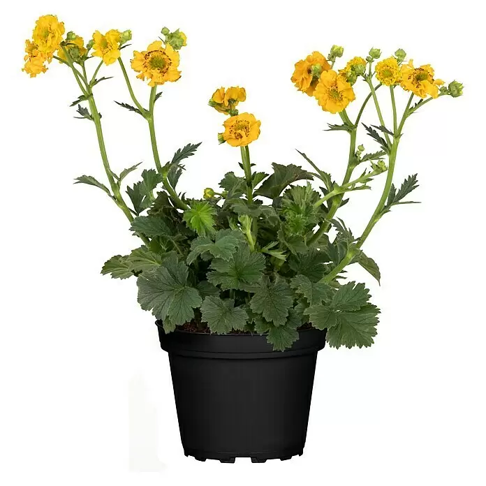 Piardino Staude Nelkenwurz - Geum coccineum, Topfgröße: 13 cm - Vorderansicht