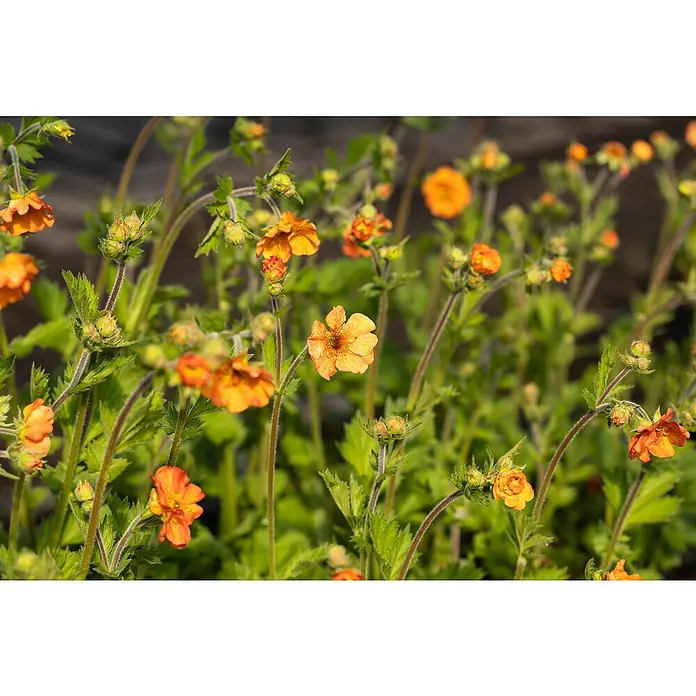 Piardino Staude NelkenwurzGeum coccineum, Topfgröße: 13 cm - Nahaufnahme von leuchtend orangefarbenen Nelkenwurzblüten zwischen grünen Blättern, die im Sonnenlicht erstrahlen.