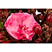 Nerium oleander 40