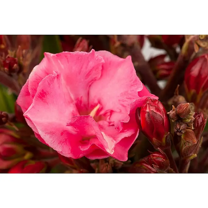 Piardino Oleander - Nerium oleander, Weiß/Gelb/Rosa - Nahaufnahme einer leuchtend rosa Oleanderblüte, umgeben von dunklen roten Knospen. Die Blüte zeigt zarte Details und Texturen.