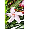 Nerium oleander 40