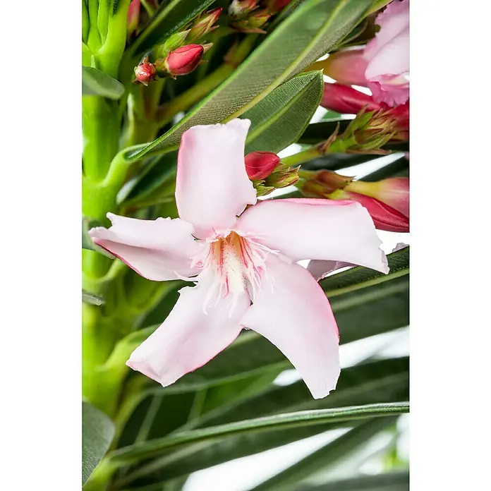 Piardino Oleander - Nerium oleander, Weiß/Gelb/Rosa - Nahaufnahme einer zarten rosa Oleanderblüte mit grünen Blättern und roten Knospen, die die Schönheit der Natur hervorhebt.