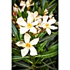 Nerium oleander 40