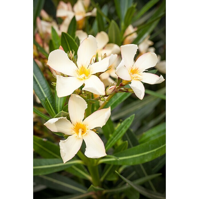 Piardino OleanderNerium oleander, Weiß Mood Shot