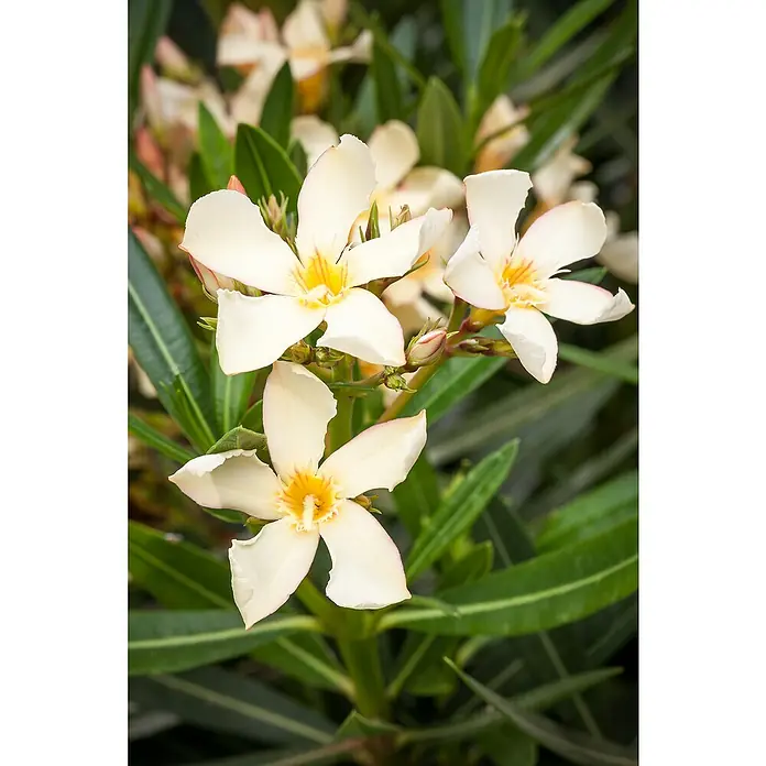 Piardino Oleander - Nerium oleander, Weiß/Gelb/Rosa - Nahaufnahme von Oleanderblüten mit cremefarbenen Blütenblättern und gelben Zentren, umgeben von grünen Blättern, die die zarte Schönheit hervorheben.