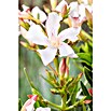 Nerium oleander 40