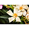 Nerium oleander 40