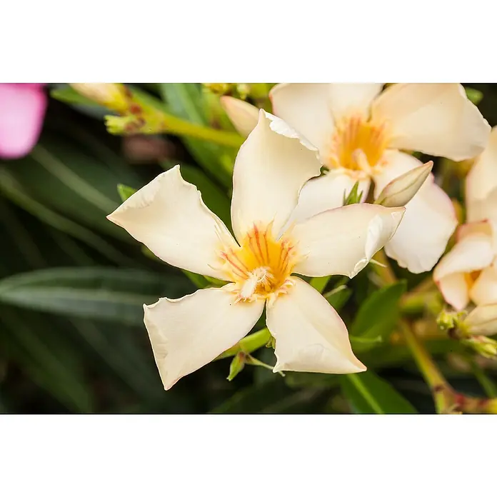 Piardino Oleander - Nerium oleander, Blütezeit: Juni, Max. Wuchshöhe: 100 cm - 200 cm - Nahaufnahme einer zarten, cremefarbenen Oleanderblüte mit gelb-roten Akzenten im Zentrum und grünen Blättern im Hintergrund.