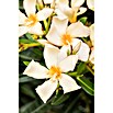 Nerium oleander 40