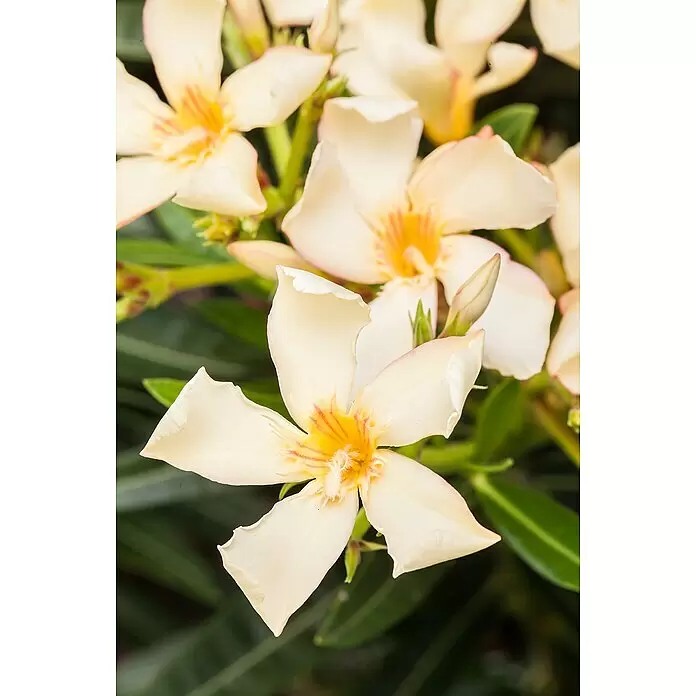 Piardino Oleander - Nerium oleander, Topfgröße: 20 cm, Rosa/Weiß/Gelb - Cremefarbene Blüten mit orange-roten Mitten an einer Pflanze.