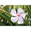 Nerium oleander 40