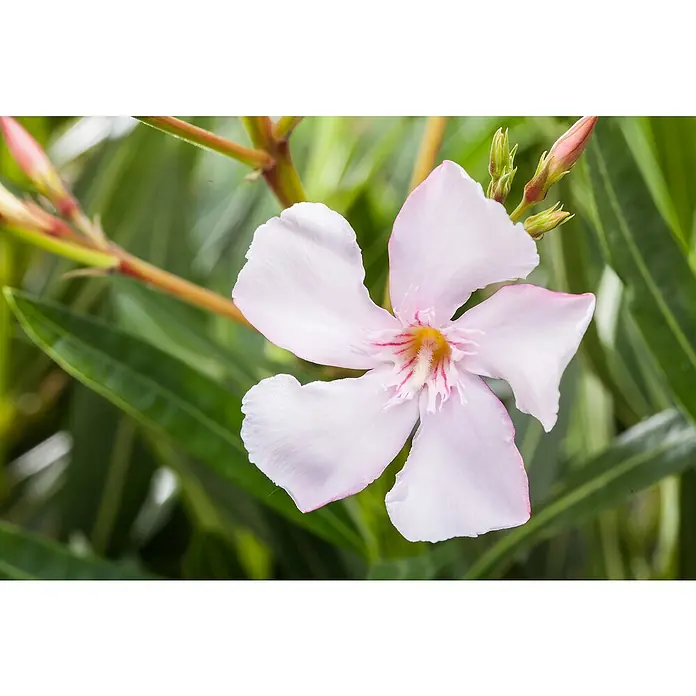 Piardino Oleander - Nerium oleander, Blütezeit: Juni, Max. Wuchshöhe: 100 cm - 200 cm - Nahaufnahme einer zarten, blassrosa Oleanderblüte mit einem Hauch von Gelb in der Mitte, umgeben von grünen Blättern.