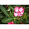 Nerium oleander 40