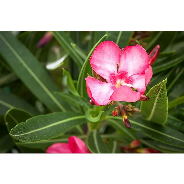 Piardino Oleander - Nerium oleander, Topfgröße: 20 cm, Rosa/Weiß/Gelb - Nahaufnahme einer rosa Oleanderblüte mit grünen Blättern. Die Blüte zeigt zarte Farbtöne und eine detaillierte Struktur.