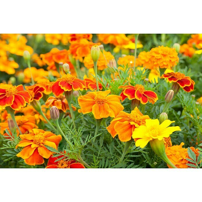 Tagetes patula 9 i.F. gem. kleinblumig