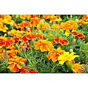 Tagetes patula 9 i.F. gem. kleinblumig