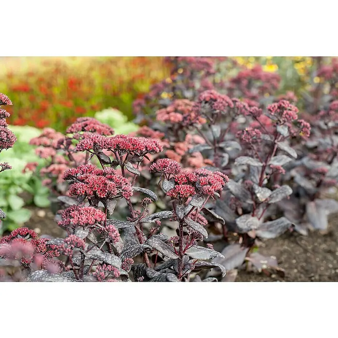 Piardino Garten-Fettblatt - Sedum in Arten/Sorten, Topfgröße: 19 cm, Art/Sortenabhängig - Nahaufnahme von blühenden Sedum-Pflanzen mit dunkelroten Blüten und dunklem Laub in einem Gartenbeet.