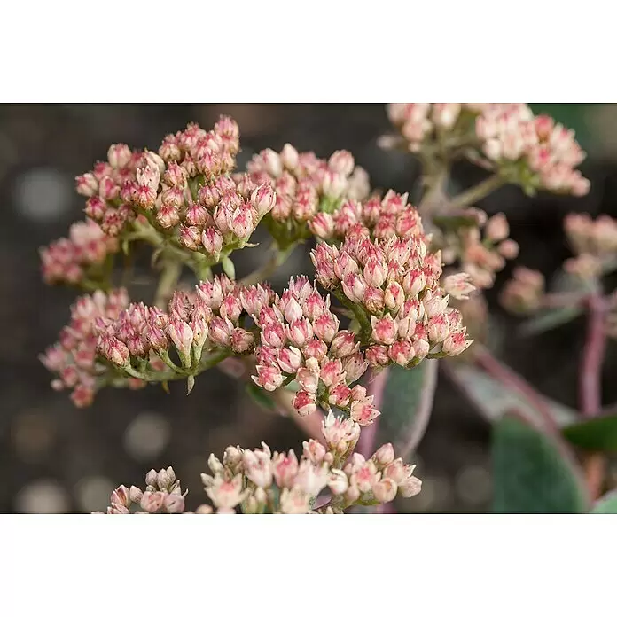 Piardino Garten-Fettblatt - Sedum in Arten/Sorten, Topfgröße: 19 cm, Art/Sortenabhängig - Stimmungsaufnahme