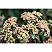 Sedum 13  i.S. gem.