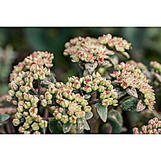 Piardino Garten-Fettblatt (Sedum in Sorten, Topfgröße: 13 cm)