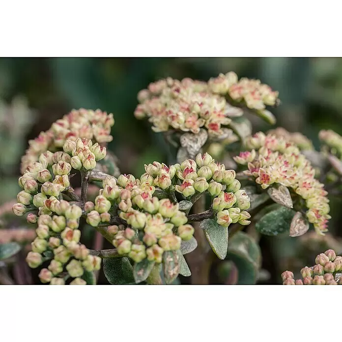 Piardino Garten-Fettblatt - Sedum in Arten/Sorten, Topfgröße: 19 cm, Art/Sortenabhängig - Stimmungsaufnahme