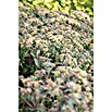 Sedum 13  i.S. gem.