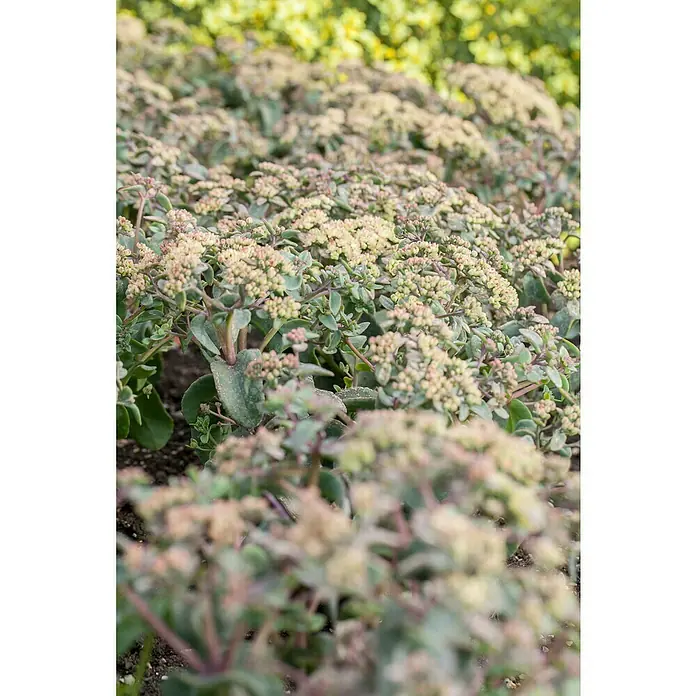 Piardino Garten-Fettblatt - Sedum in Arten/Sorten, Topfgröße: 19 cm, Art/Sortenabhängig - Nahaufnahme von blühenden Herbst-Fetthenne-Pflanzen im Garten, die ihre zarten Blütenstände präsentieren und eine friedliche Atmosphäre schaffen.
