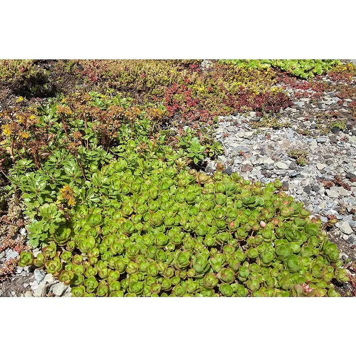 Piardino Garten-Fettblatt - Sedum in Arten/Sorten, Topfgröße: 19 cm, Art/Sortenabhängig - Nahaufnahme einer üppigen, grünen Sedumpflanze auf einem sonnigen Dachgarten, umgeben von Steinen und anderen Sukkulenten.