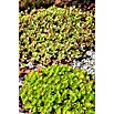Sedum 13  i.S. gem.