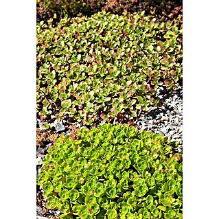 Piardino Garten-Fettblatt (Sedum in Sorten, Topfgröße: 13 cm)