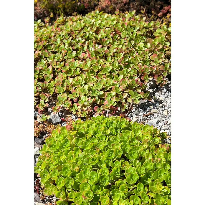 Piardino Garten-Fettblatt - Sedum in Arten/Sorten, Topfgröße: 19 cm, Art/Sortenabhängig - Nahaufnahme von zwei Sorten von Sedum-Pflanzen, die üppiges grünes Laub und einen attraktiven Bodendecker bilden.