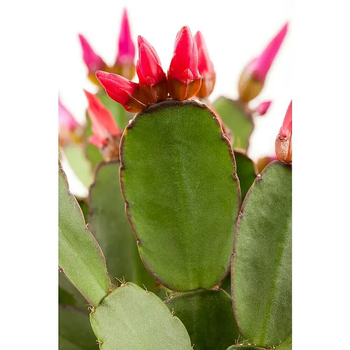 Piardino Hatiora - Rhipsalidopsis gaertneri, Tamaño de maceta: 9 cm, Escarlata - Primer plano de un cactus de Navidad con brillantes botones florales rojos a punto de florecer sobre hojas verdes y fondo blanco.