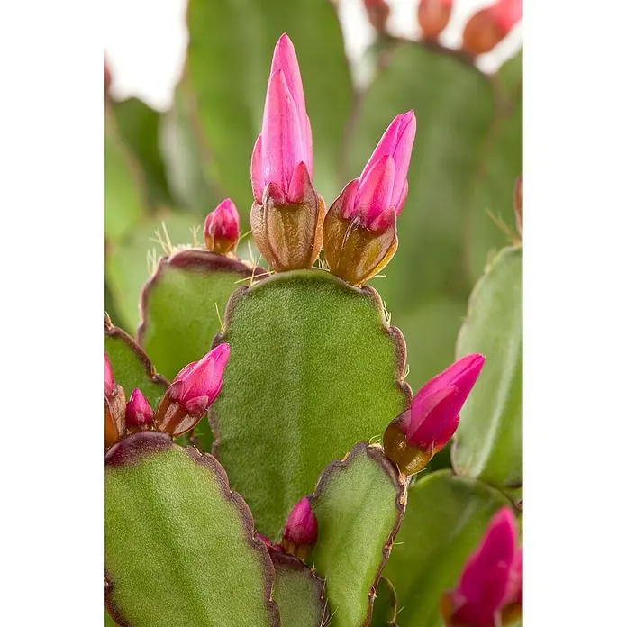 Piardino Hatiora - Rhipsalidopsis gaertneri, Tamaño de maceta: 9 cm, Escarlata - Primer plano de un cactus de Navidad con capullos de flores rosas. La planta tiene hojas verdes con bordes irregulares y pequeñas espinas.