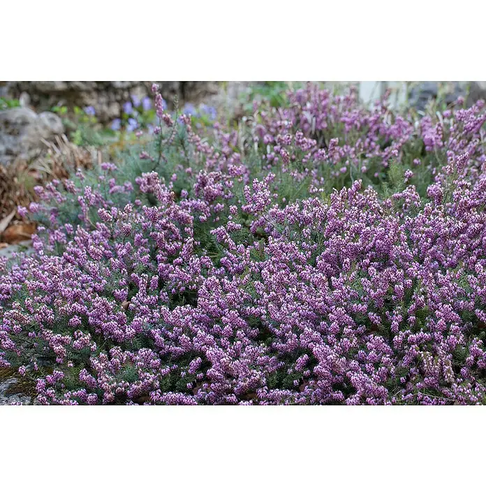Piardino Winterheide - Erica carnea, Topfgröße: 13 cm, Rosa - Nahaufnahme von Heidekraut mit kleinen lila Blüten, die ein dichtes, farbenfrohes Beet bilden. Die Pflanze erfreut mit reicher Blütenpracht.
