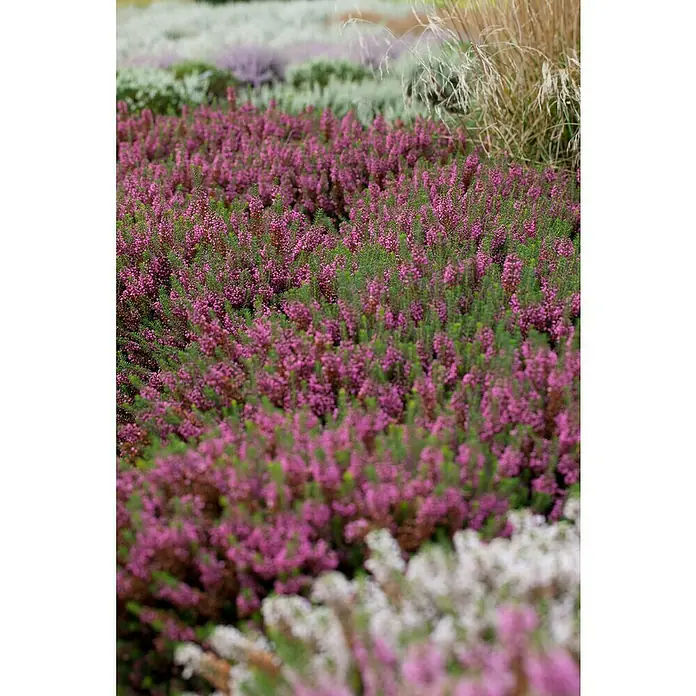 Piardino Winterheide - Erica carnea, Topfgröße: 13 cm, Rosa - Nahaufnahme von violetten Heidekrautblüten, die einen dichten, farbenfrohen Teppich im Garten bilden.