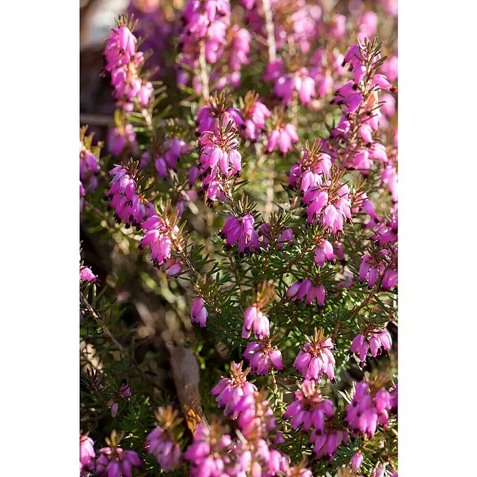 Piardino Winterheide - Erica carnea, Topfgröße: 13 cm, Rosa - Nahaufnahme von blühenden Heidekraut mit rosafarbenen Blüten und grünen Blättern, ideal für Garten und Dekoration.