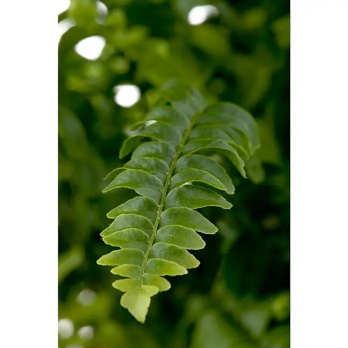 Piardino Helecho rizado - Nephrolepis exaltata, Tamaño de maceta: 17 cm, Verde medio - Primer plano de una fronda de helecho exuberante y verde, que muestra los detalles intrincados de las hojas y el color vibrante.